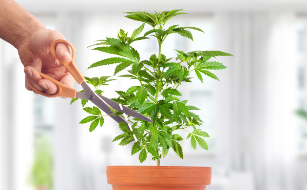 Обрезка на вегетации