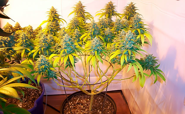 Удаление почек с нижней части куста