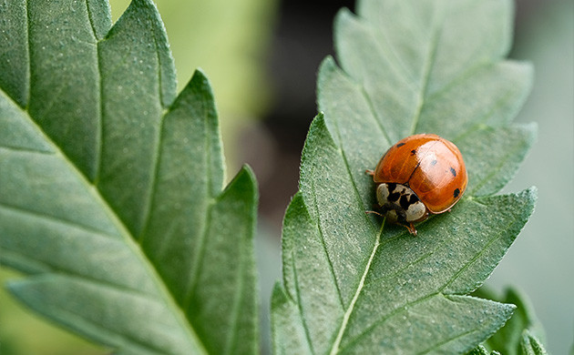 Профилактика и защита от вредителей в аутдоре