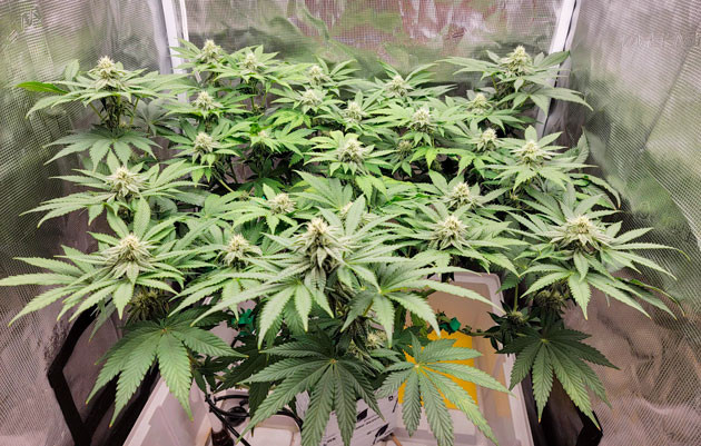 Куст Crescendo RBX1 на 11-12 неделе