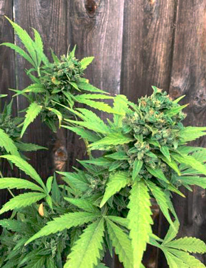 Шишки перед харвестом Волоски оранжевого цвета