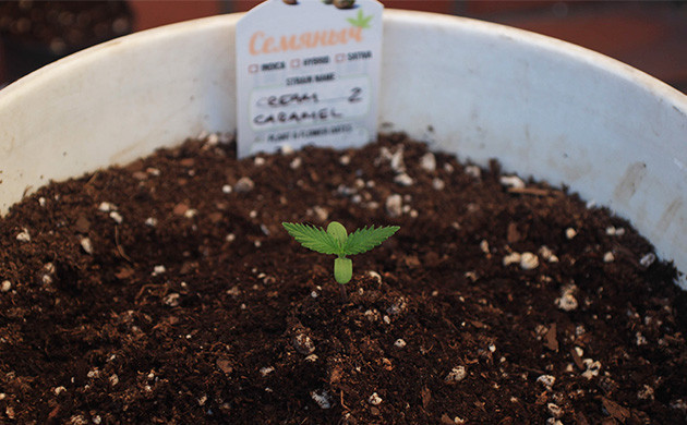 Середина первой недели выращивания Росток с первой парой листьев