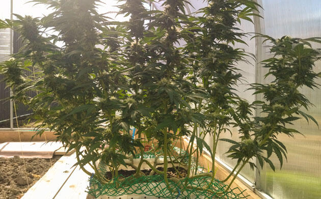 Марихуана на 22 неделе роста