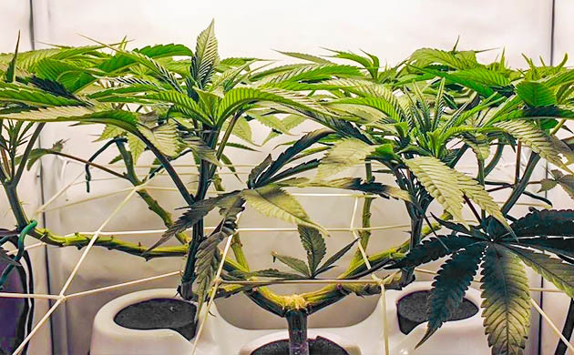 Начало цветения на 9 неделе выращивания Куст высотой 55 см