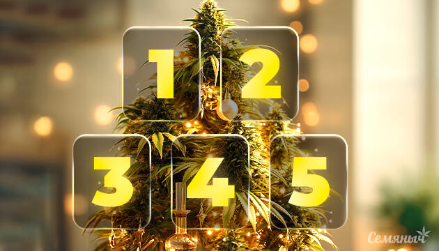 Адвент календарь Семяныч Новогодние промокоды Семяныча