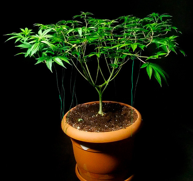 Изменение состава удобрения 8 неделя роста сорта Lemon Tree