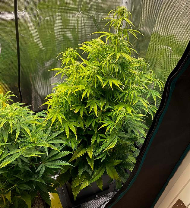 Нехватка азота на 7 неделе Пожелтевшие листья конопли