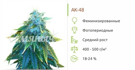 AK-48 fem от Nirvana Seeds
