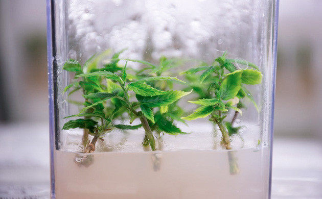 Как работает метод культуры тканей