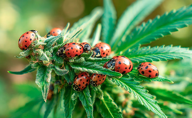 Борьба с вредителями без химии в уличном выращивании Органические методы защиты конопли от вредителей