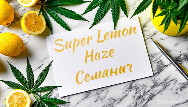Выращивание сорта марихуаны Super Lemon Haze от сидбанка Семяныч Гроурепорт сорта Super Lemon Haze от сидбанка Семяныч