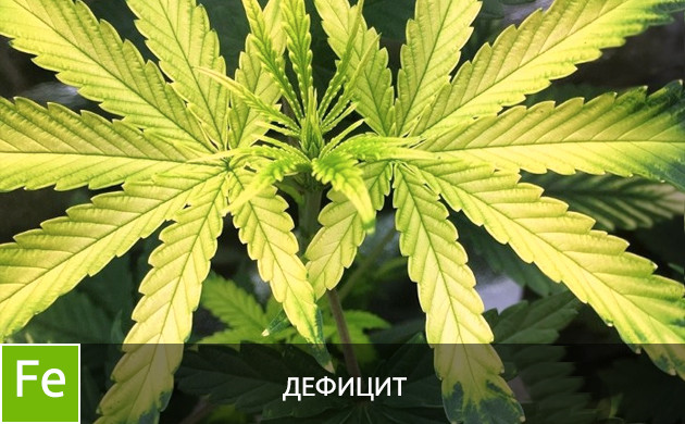 Листья при дефиците железа