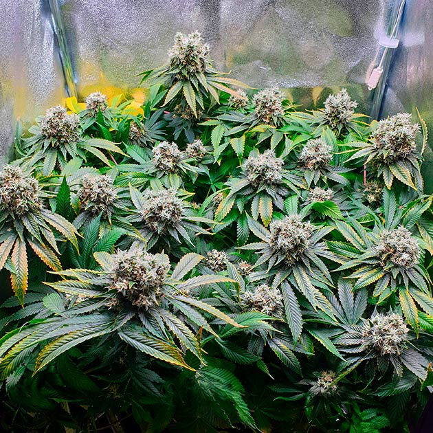 Пожелтение некоторых листьев конопли