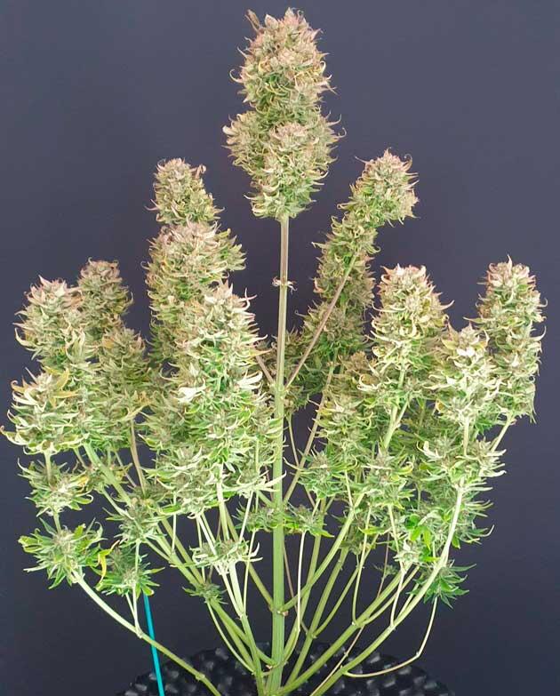 Харвест, обрезка и сушка марихуаны Куст Hellfire OG Auto от 7CH American на последней неделе