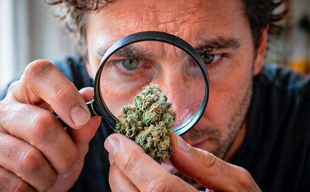 История термина sativa Что означает Cannabis sativa?