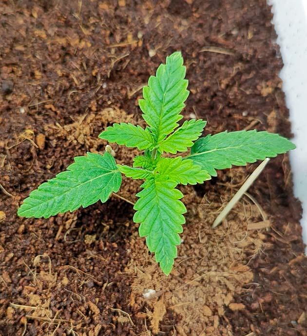 Ростки Mimosa Shot и Gorilla Zkittlez