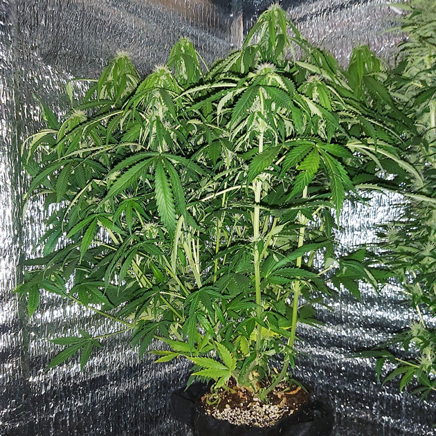 Начало стадии цветения