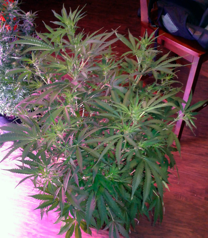 Начало стадии цветения на седьмой неделе выращивания Цветение марихуаны Scout Cookies auto