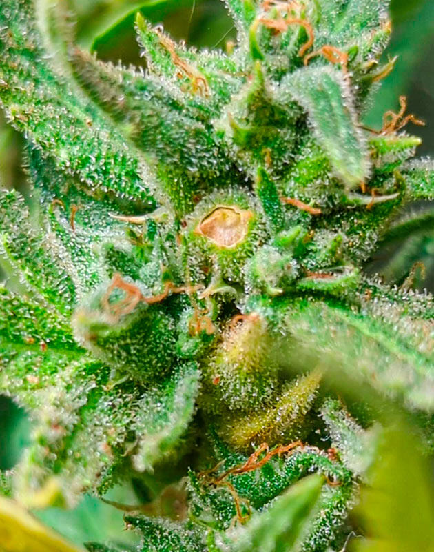 Куст Peach Crescendo Auto RF3 от Ethos Genetics на 8 неделе