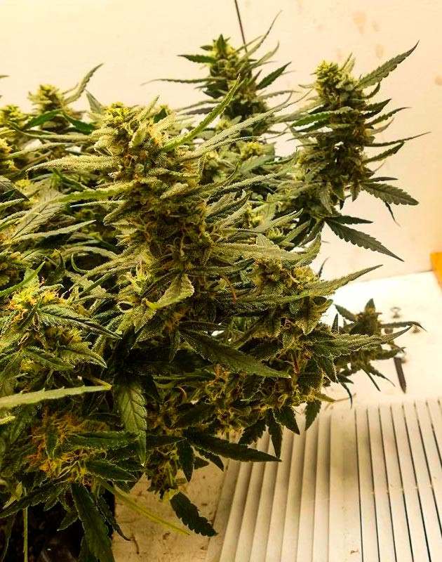 Выращивание Alpha 21 от AlphaFem Seeds