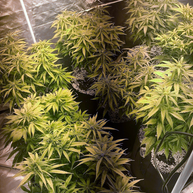 Девятая неделя Появление белых волосков на местах соцветий