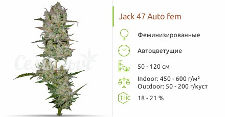 Jack 47 Auto от Sweet Seeds