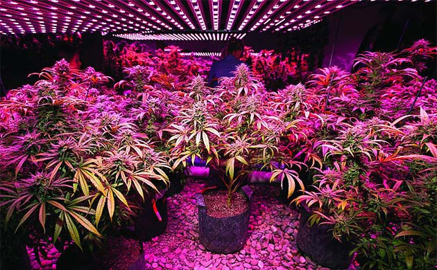 Освещение марихуаны увеличивает количество терпенов у конопли Грамотное освещение для улучшения терпенового профиля