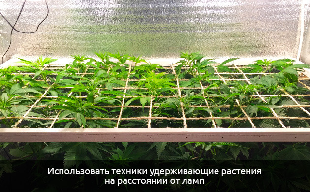 Коричневый световой ожог Коричневая конопля из-за избытка света