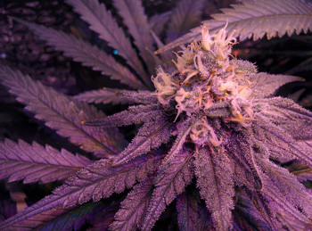 Шишка конопли Fruit Punch fem на 8 неделе цветения Соцветия Fruit Punch fem на восьмой неделе цветения