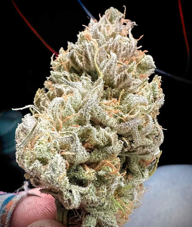 Общие впечатление от грова сорта Shawty R1 Созревшая шишка сорта Shawty R1