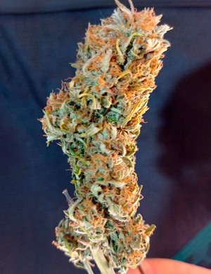 Сухая шишка