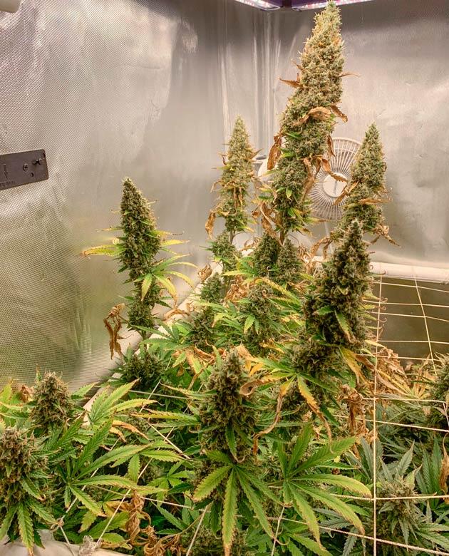 Промывка конопли 12 неделя Californian Snow Auto от FastBuds