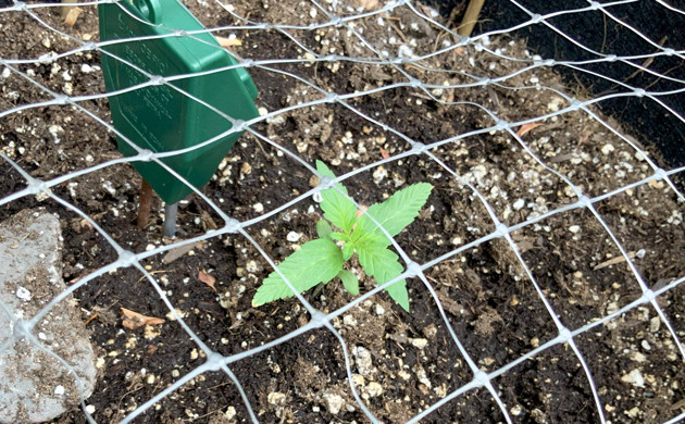 Установка сетки Сетка над ростком каннабиса