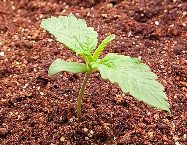 Гроурепорт сорта Auto Cinderella Jack