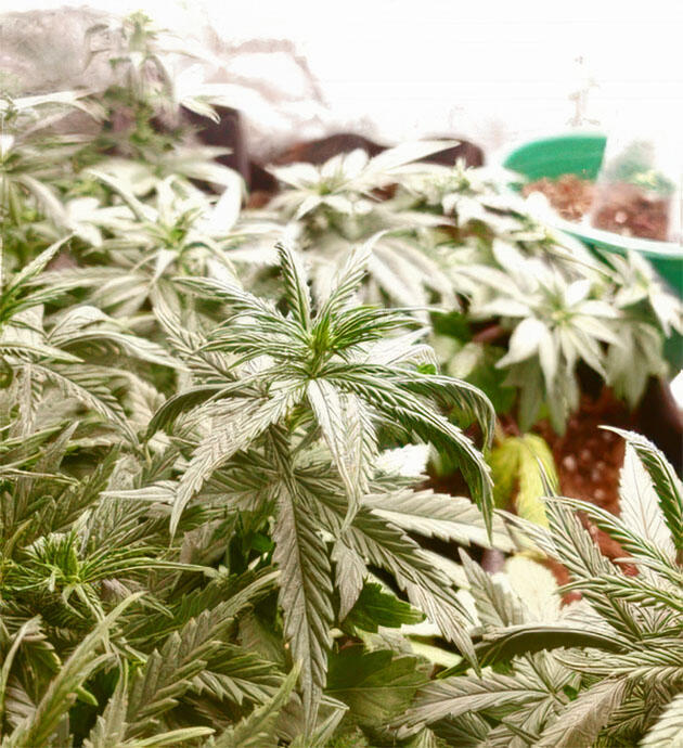 Подготовка к цветению, контроль питательных веществ и влажности Молодой куст каннабиса после хлороза