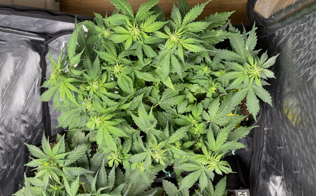 Начало цветение Gelato Auto Формирование соцветий