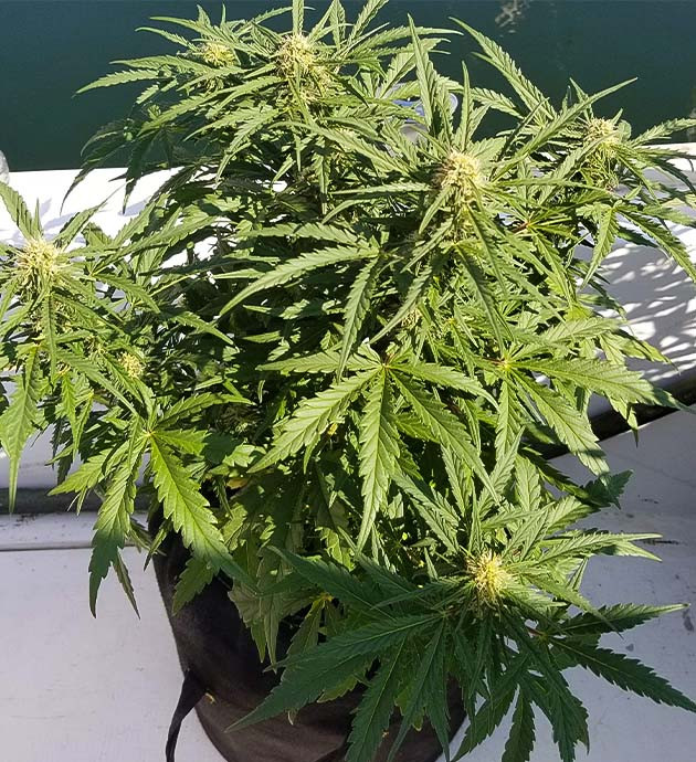 Последняя неделя добавления удобрений Куст Auto White Widow на 8 неделе выращивания