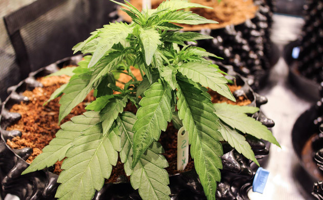 Окончание стадии вегетации Четвертая неделя роста