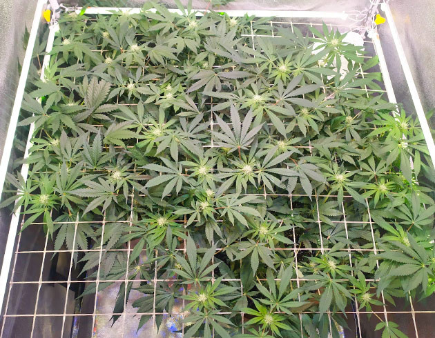 Формирование бутонов каннабиса