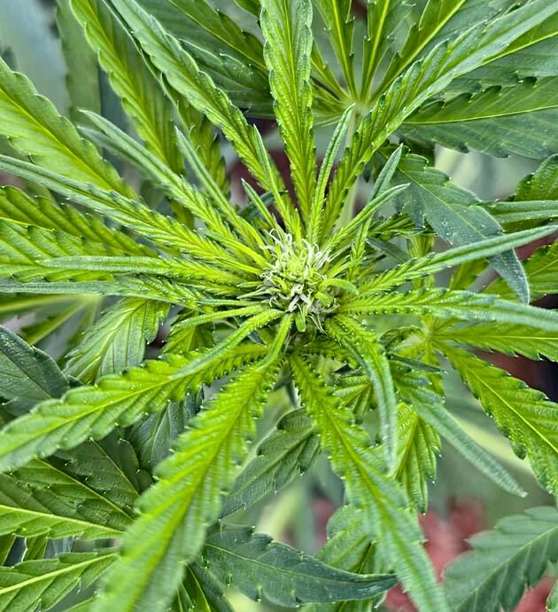 Каннабис на 7 неделе роста