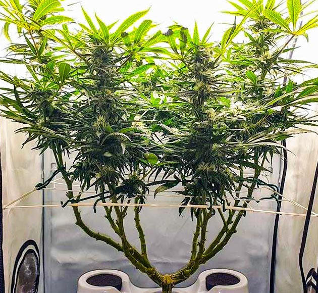 Активный набор массы шишек Куст конопли высотой 52 см