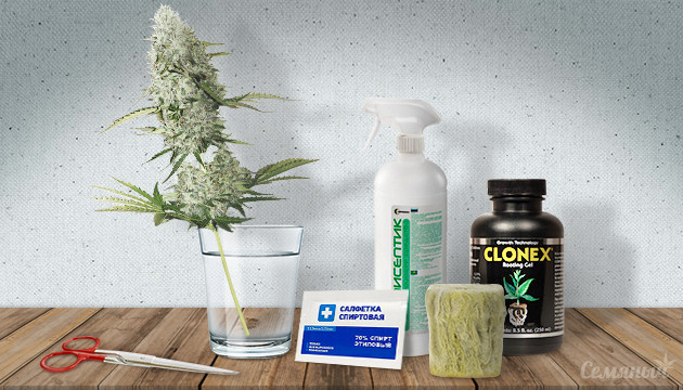 Как выполнить Monster Cropping марихуаны Монстр Кроппинг конопли