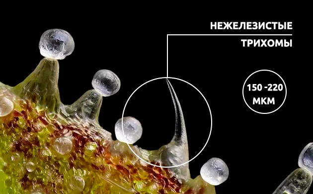Нежелезистые трихомы конопли