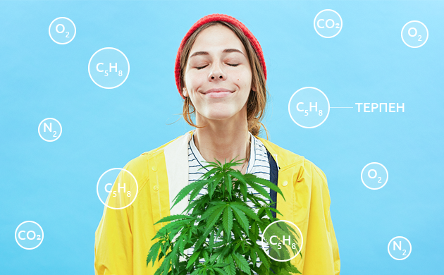 Почему пахнет конопля Терпены марихуаны