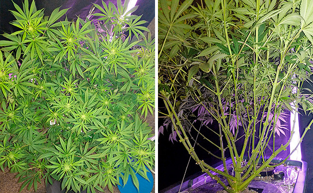 Рост куста на 4 неделе цветения Цветение марихуаны Tutankhamon от Pyramid Seeds