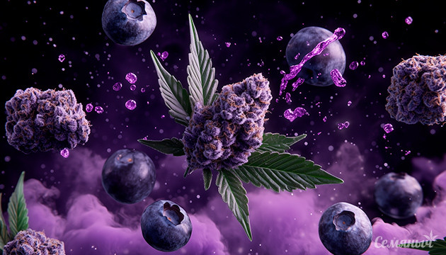 Аромат и внешний вид Blueberry Легендарный сорт Blueberry