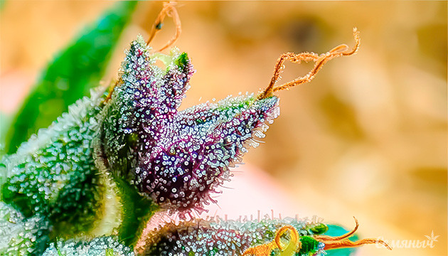 Эстетика соцветий каннабиса Что такое чашечка в соцветиях каннабиса