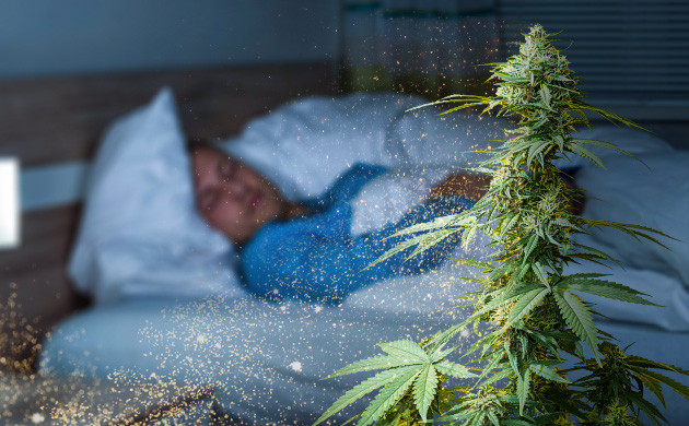 Источение аромата конопли