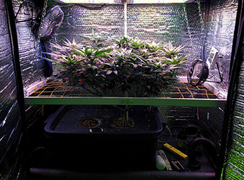 Маникюринг конопли Fruit Punch fem на 2 неделе цветения Куст Fruit Punch fem на второй неделе цветения