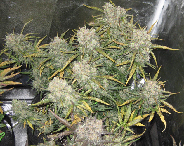 9 неделя цветения конопли 11 неделя выращивания